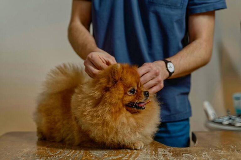 Mobiler Tierarzt Mainz