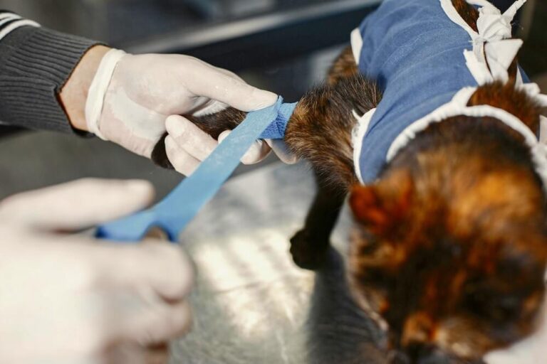 Mobiler Tierarzt Mainz